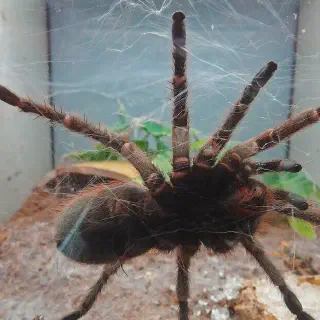 /img/17286-pink-toe-tarantula-lighting-troubleshooting.webp