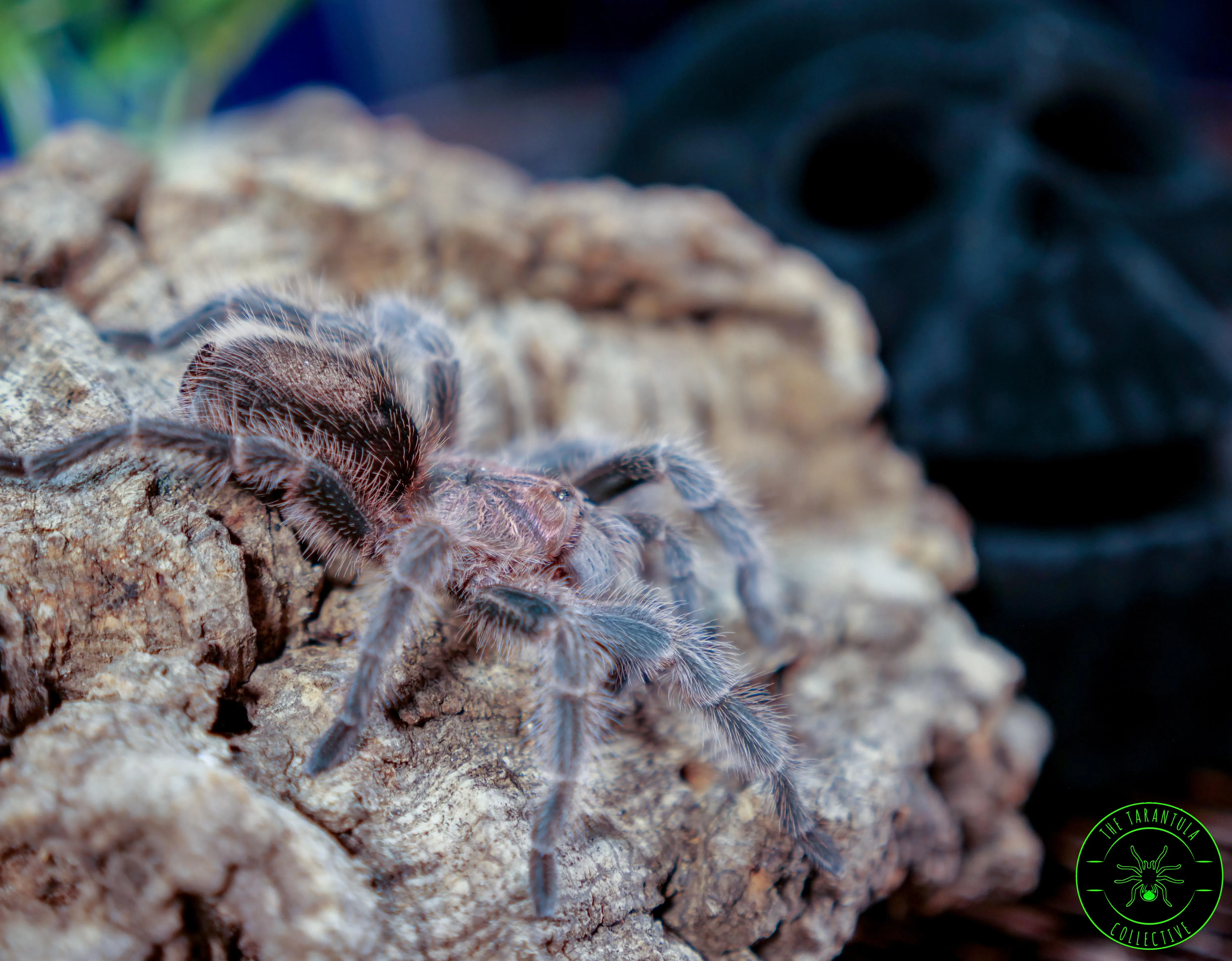 17287 porteri tarantula aging