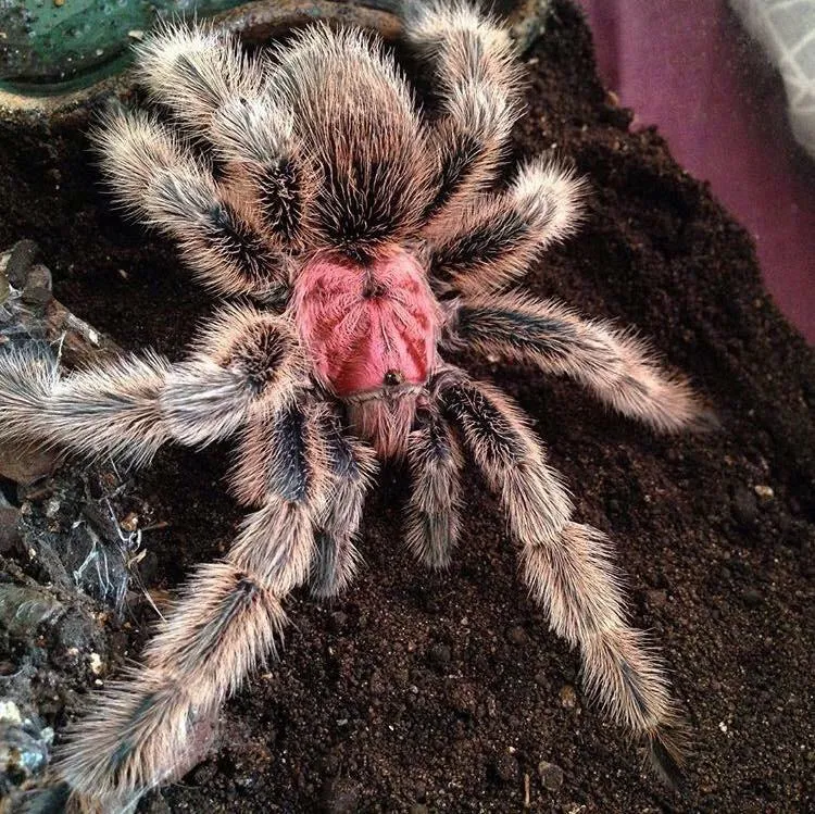 17287 porteri tarantula enclosure