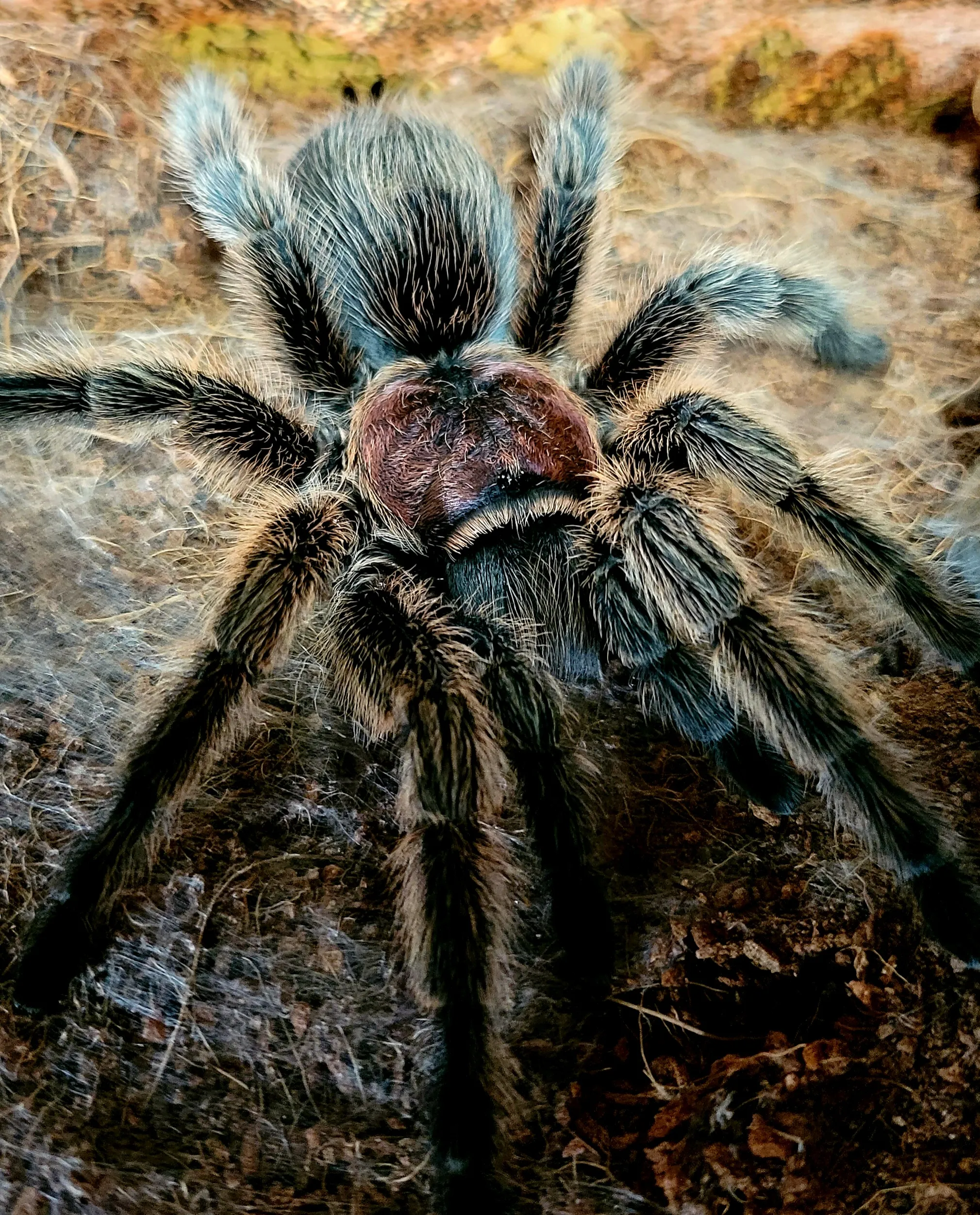 /img/17287-porteri-tarantula-facts.webp