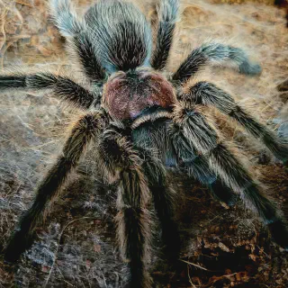/img/17287-porteri-tarantula-facts.webp