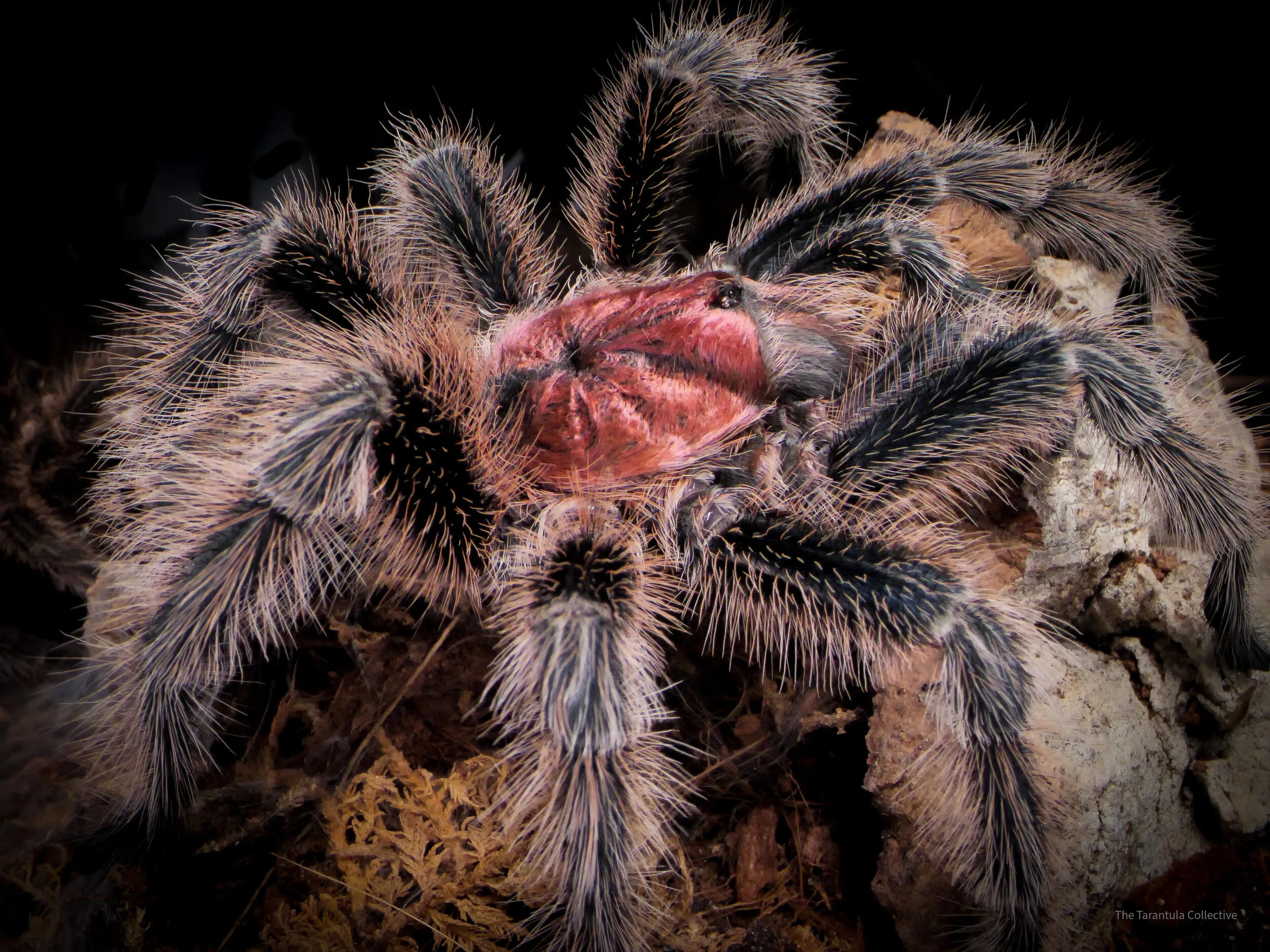 17287 porteri tarantula health