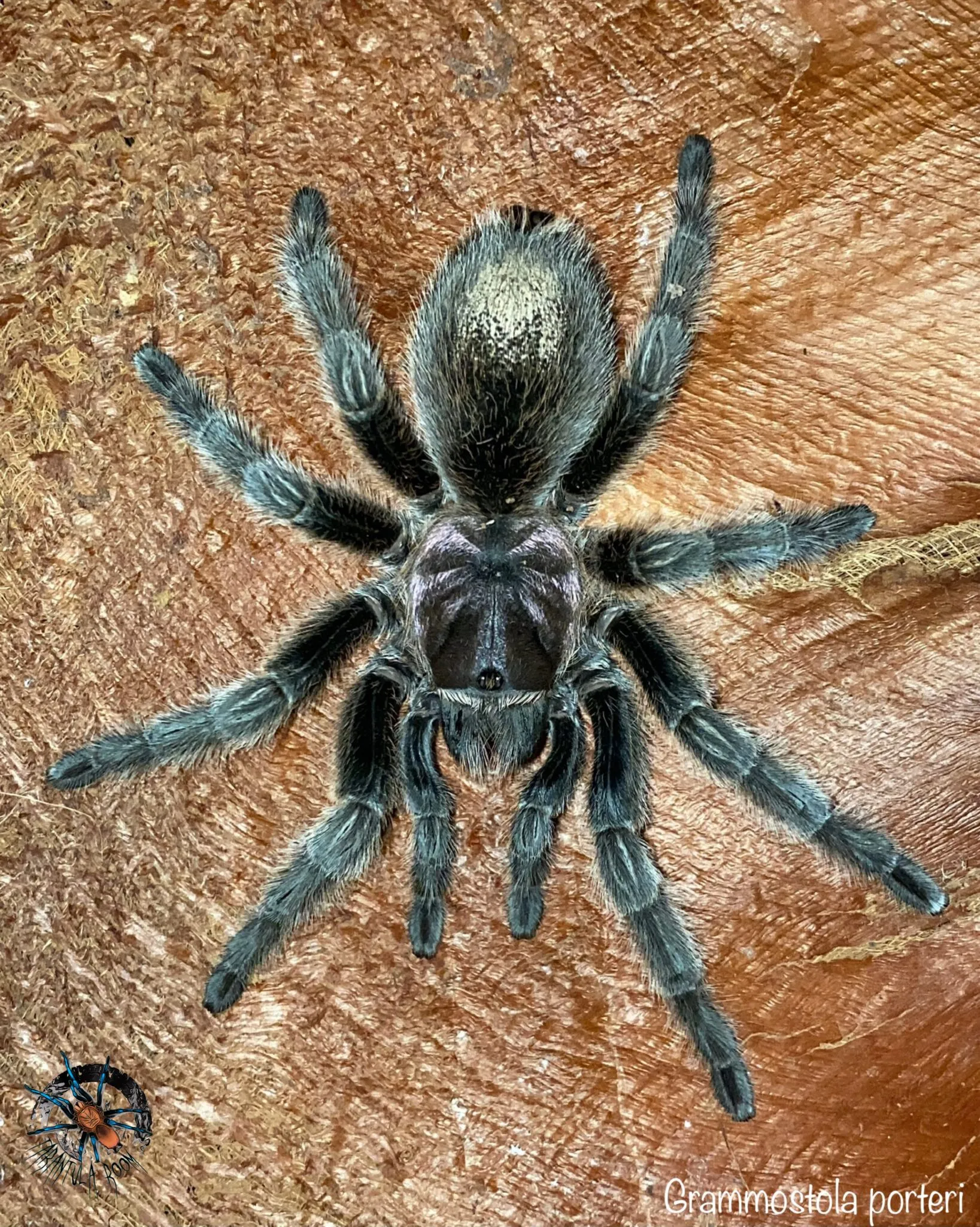 17287 porteri tarantula molting