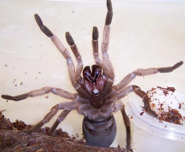 /img/17288-tarantula-bite-infection.webp