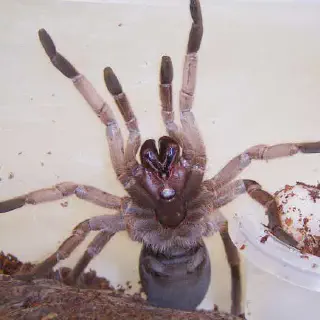 /img/17288-tarantula-bite-infection.webp