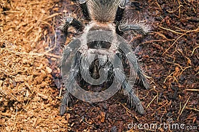 17288 tarantula bite swelling