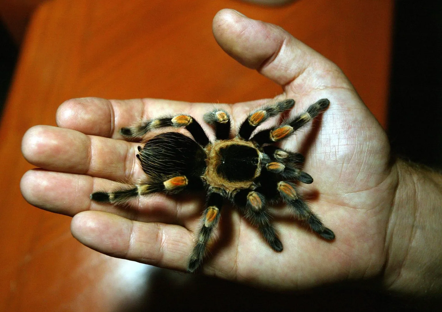 17288 tarantula size