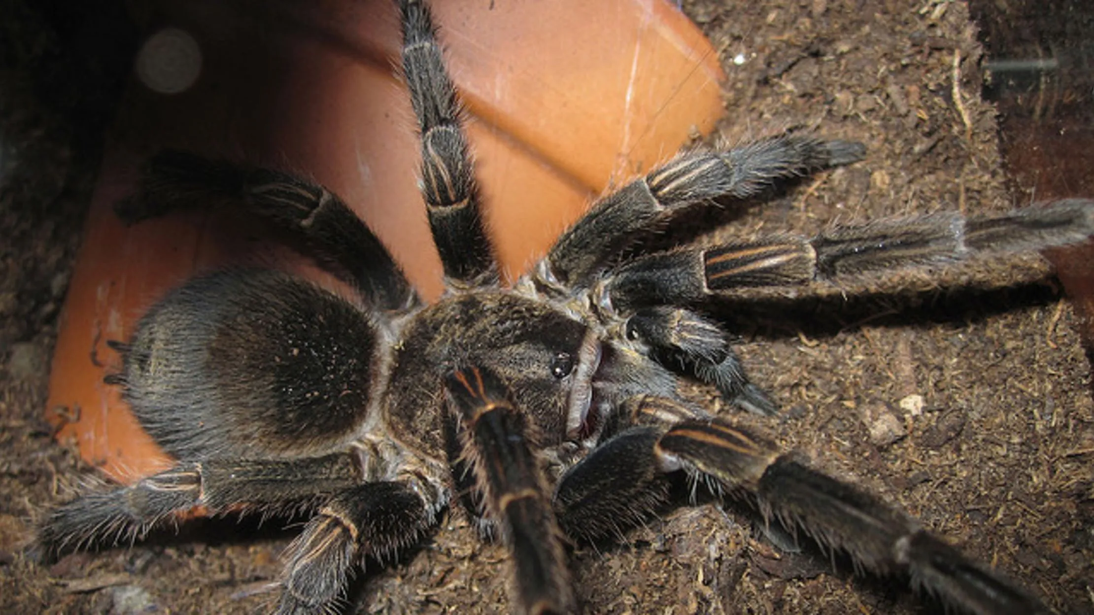 17288 tarantula species
