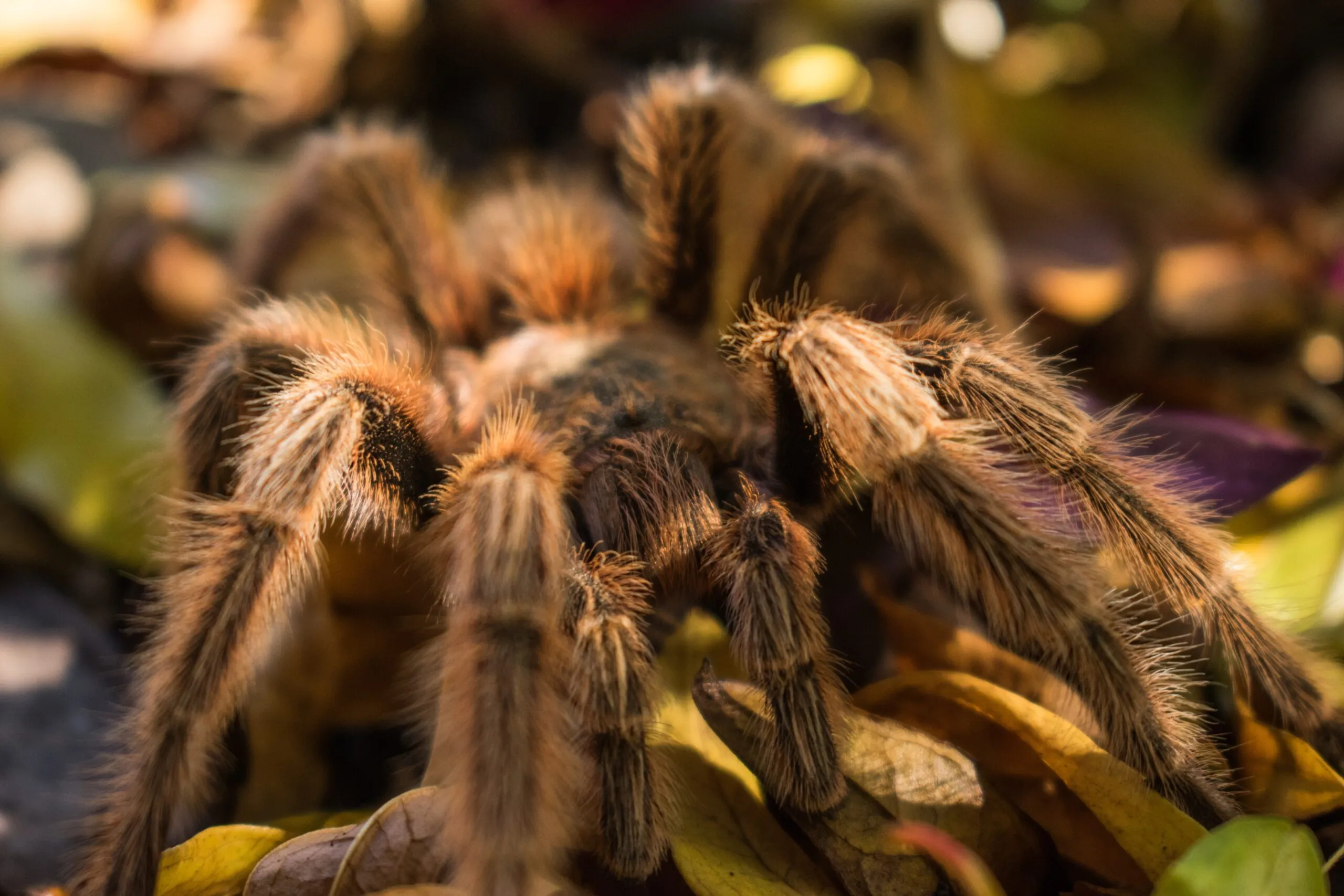 17288 tarantula venom anatomy