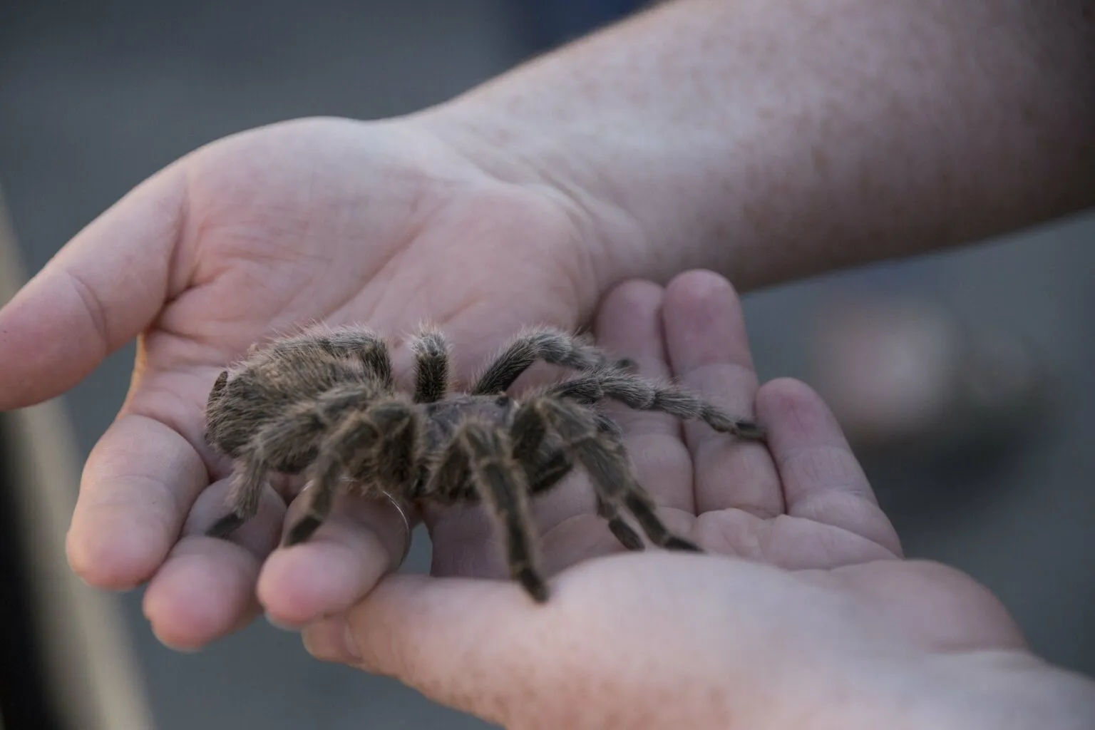 17288 tarantula venom overview