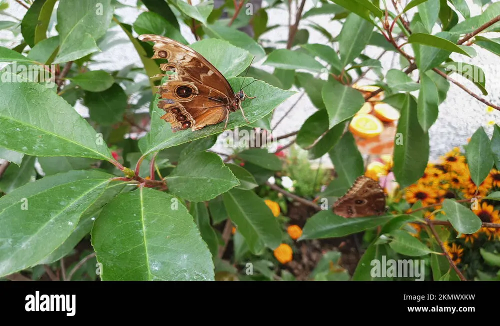 /img/17289-morpho-butterfly-future.webp