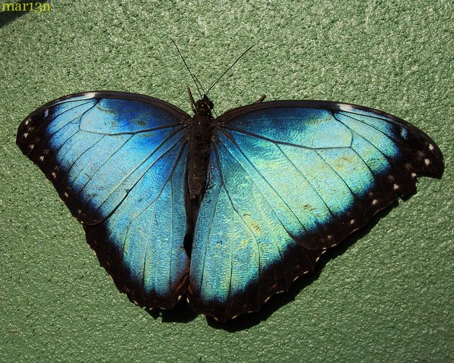 17289 morpho butterfly habitat
