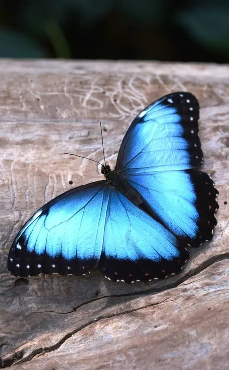 17289 morpho butterfly