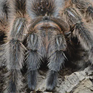 /img/17290-tarantula-feeding.webp