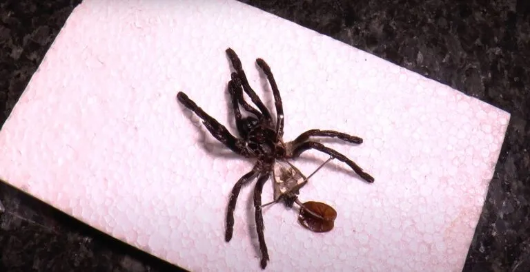 17291 female tarantula