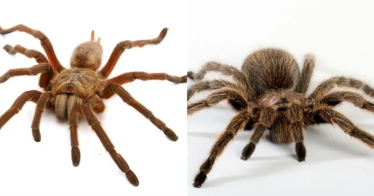17291 male tarantula