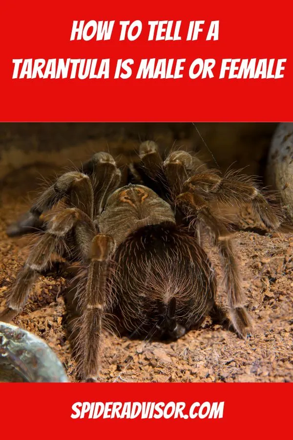 /img/17291-tarantula-expert.webp