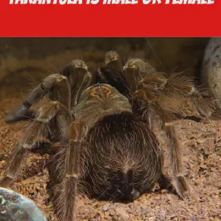 /img/17291-tarantula-expert.webp