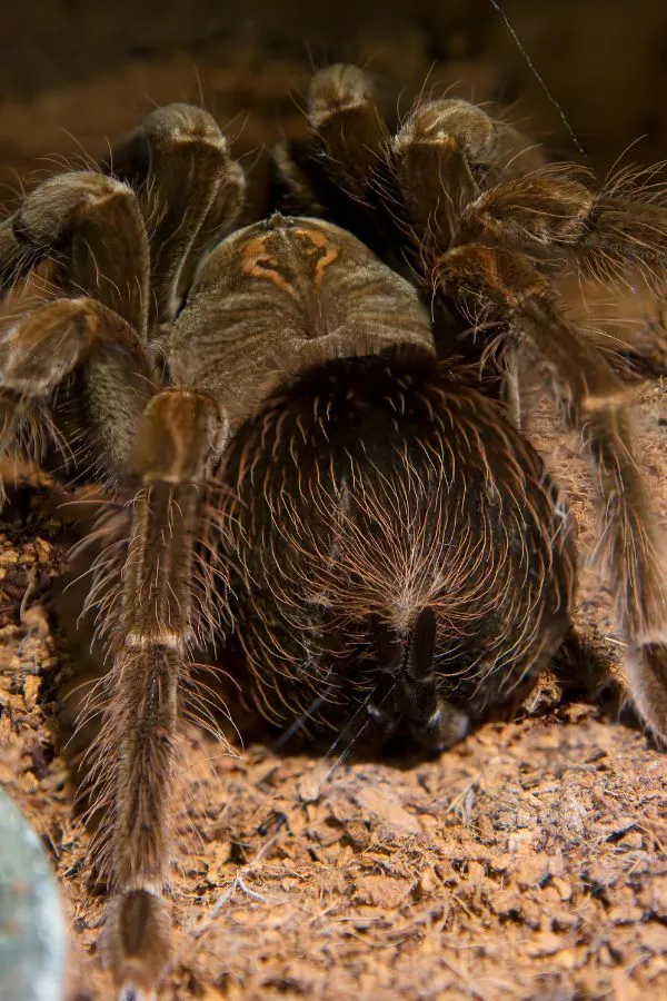 17291 tarantula molt
