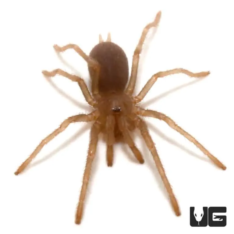 /img/17292-philippine-tarantula-ecosystem.webp