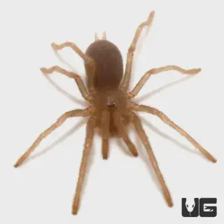 /img/17292-philippine-tarantula-ecosystem.webp