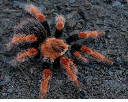 17292 philippine tarantula feeding