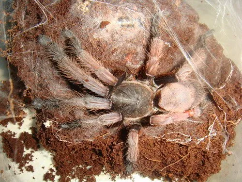 17292 philippine tarantula species