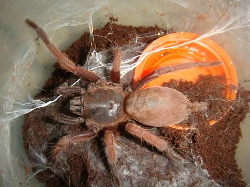 17292 philippine tarantula venom