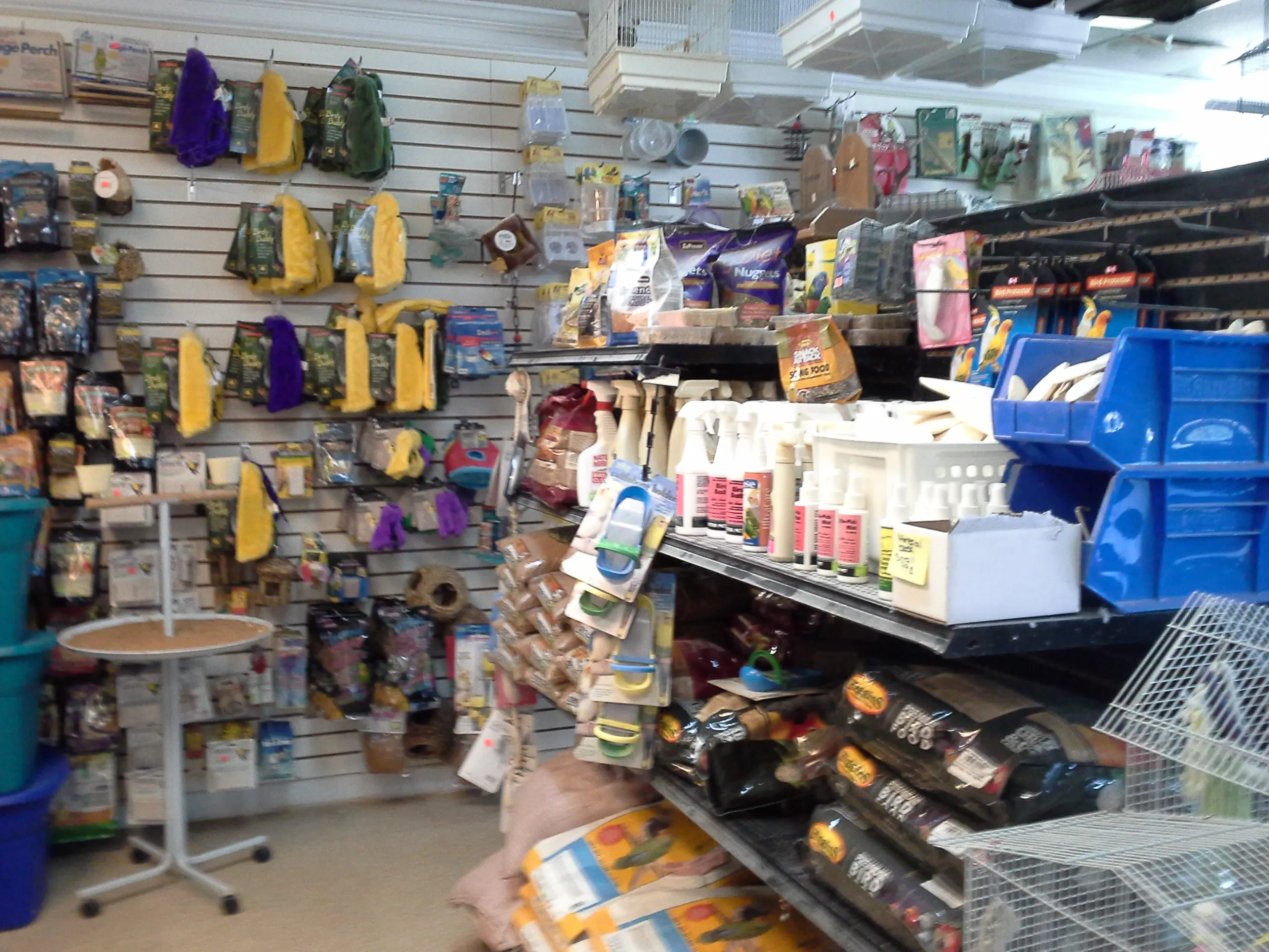 17293 pet store tarantula