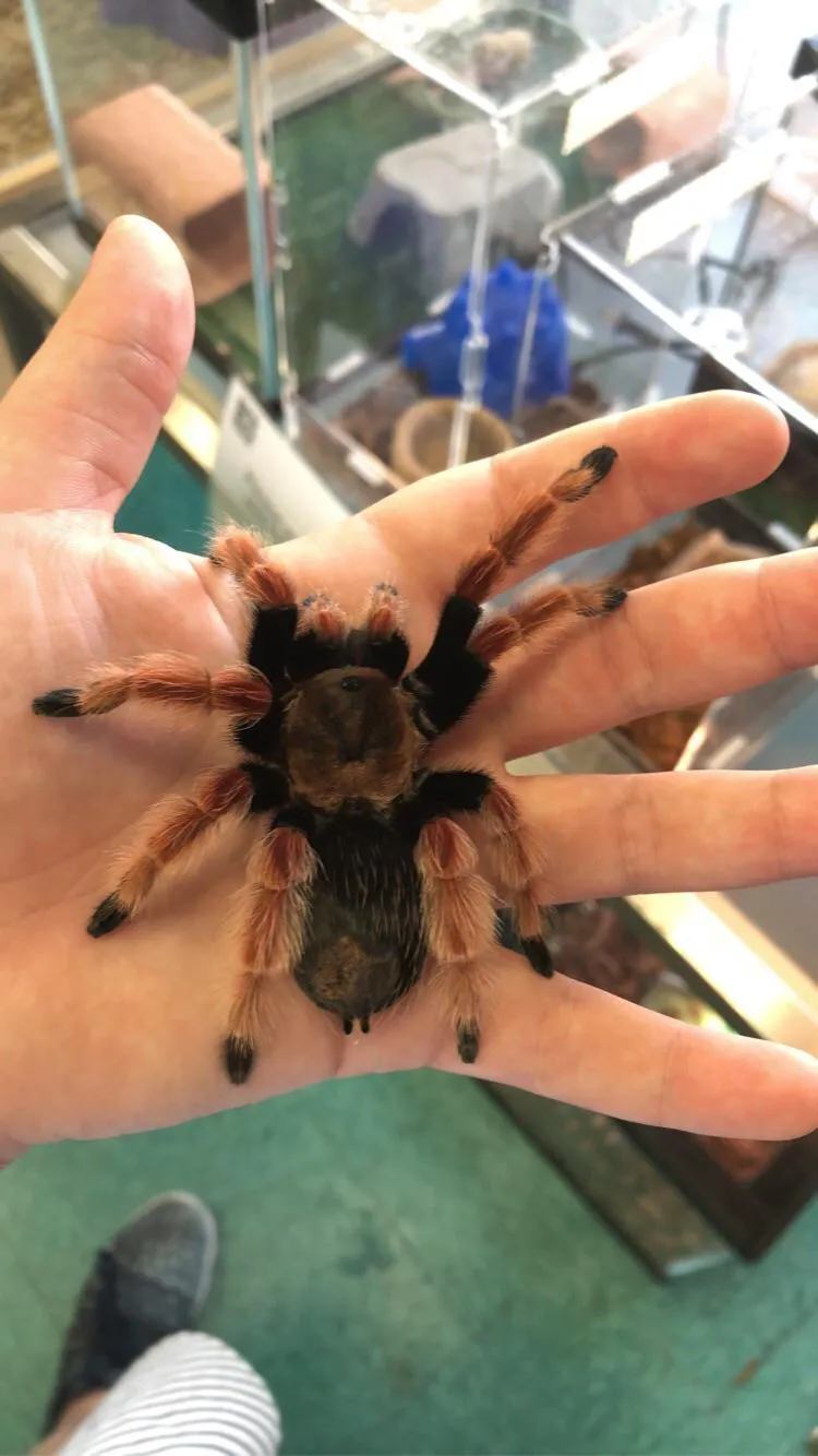 17293 tarantula habitat