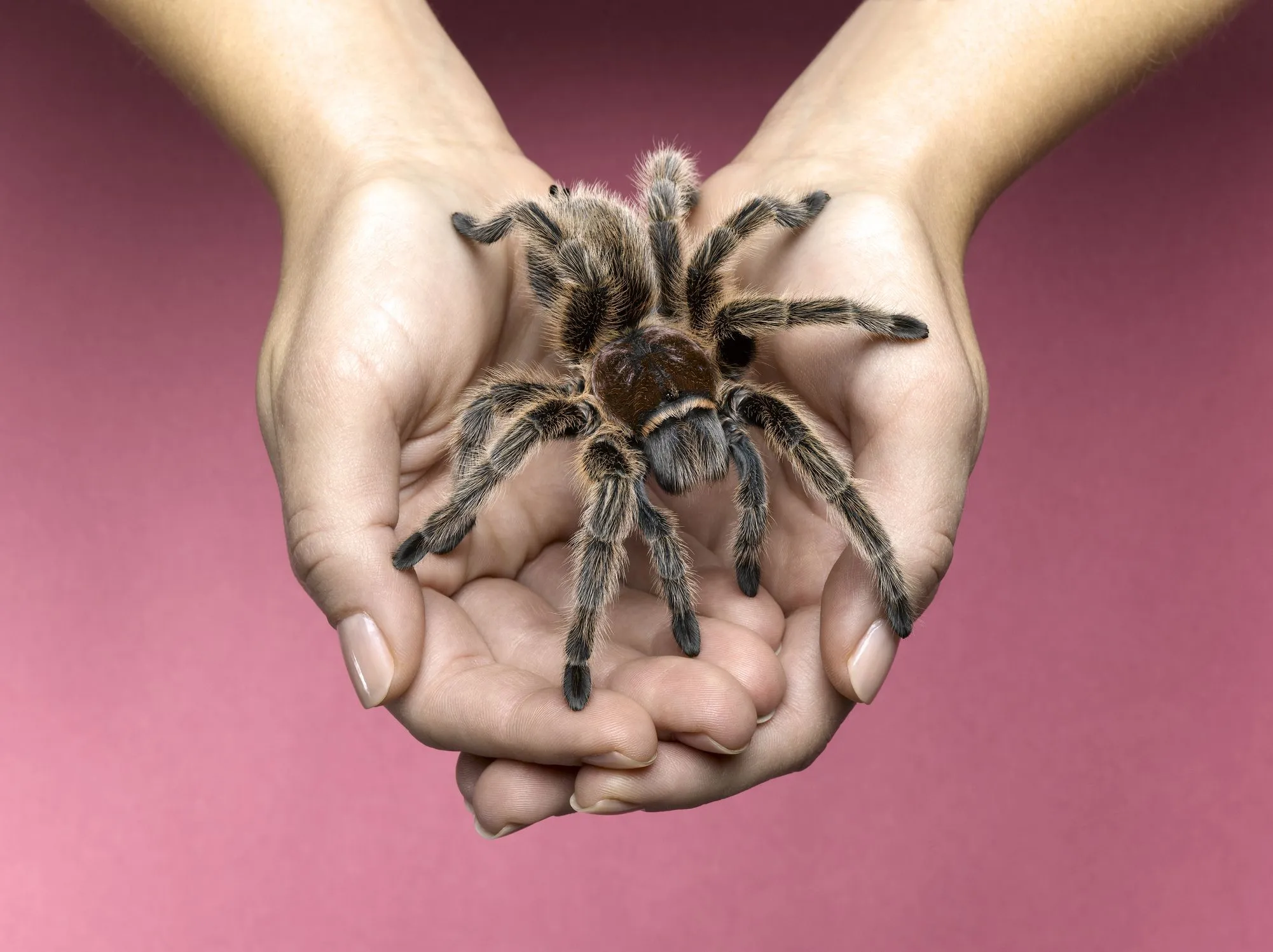 /img/17293-tarantula-handling.webp