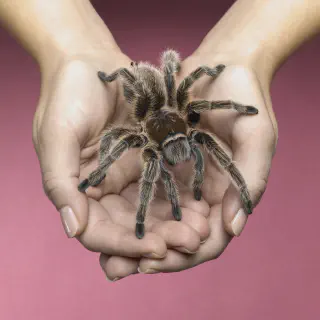 /img/17293-tarantula-handling.webp