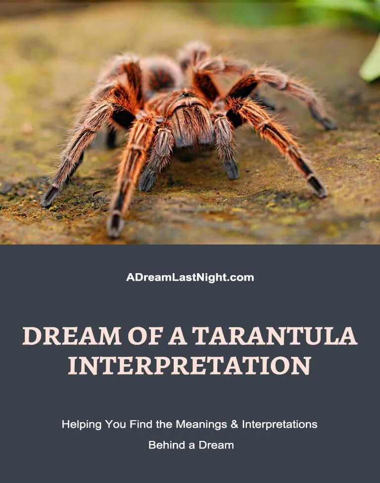 17294 dream interpretation guide