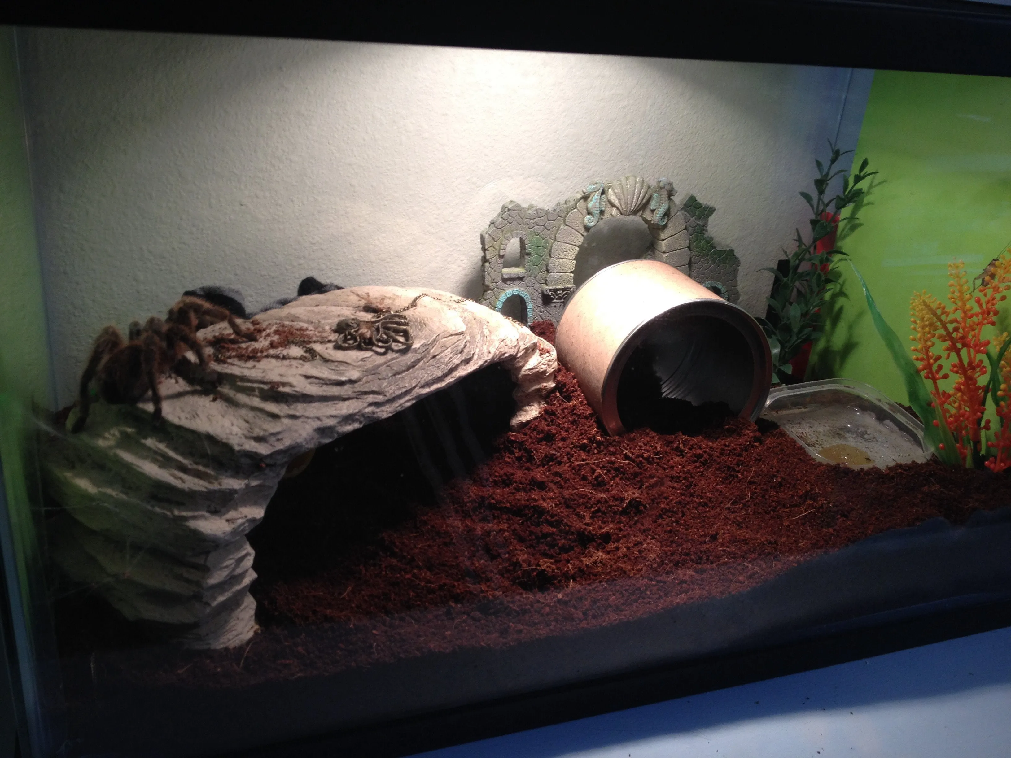 /img/17296-rose-hair-tarantula-molting.webp