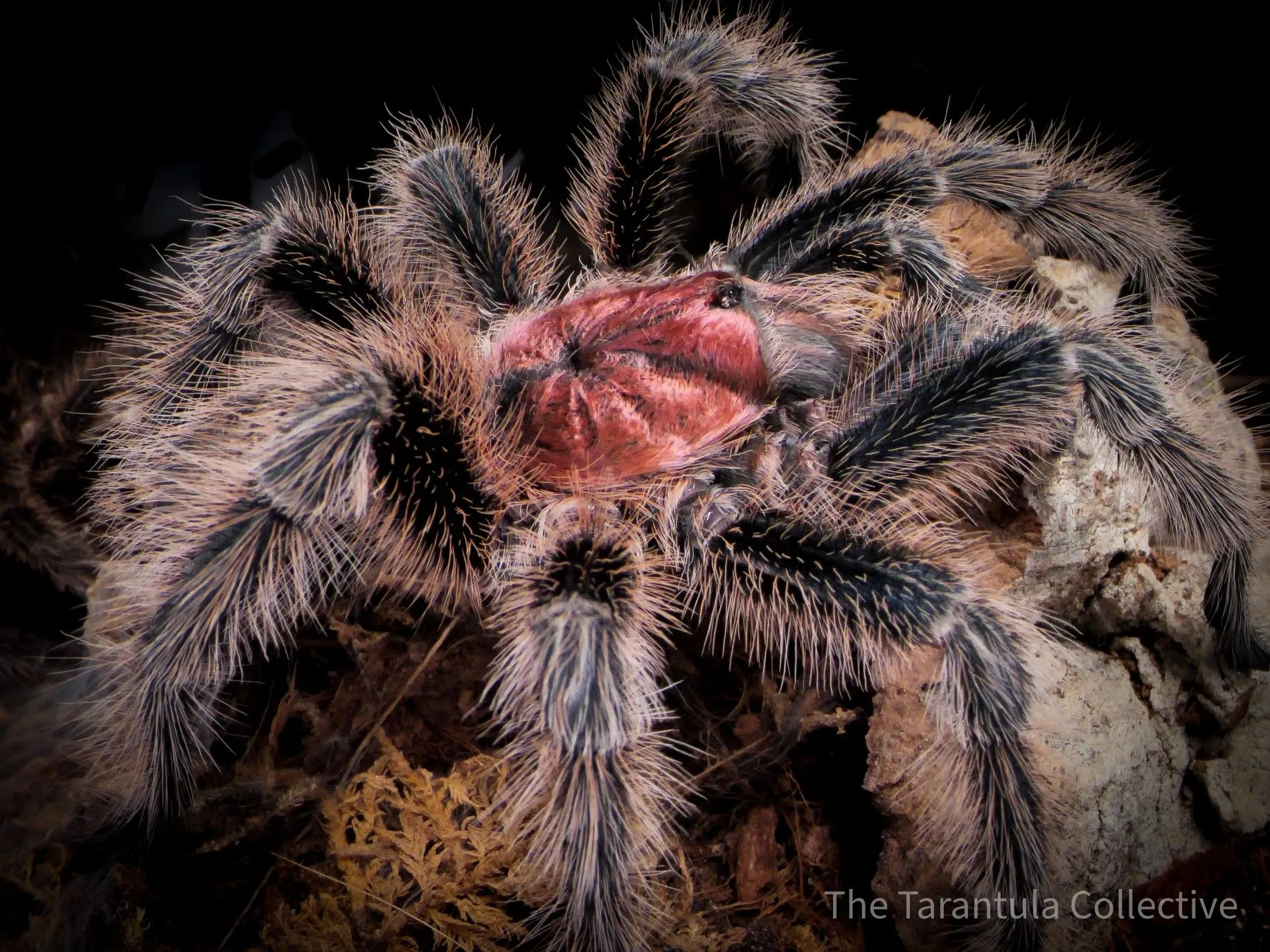 17296 rose hair tarantula prey