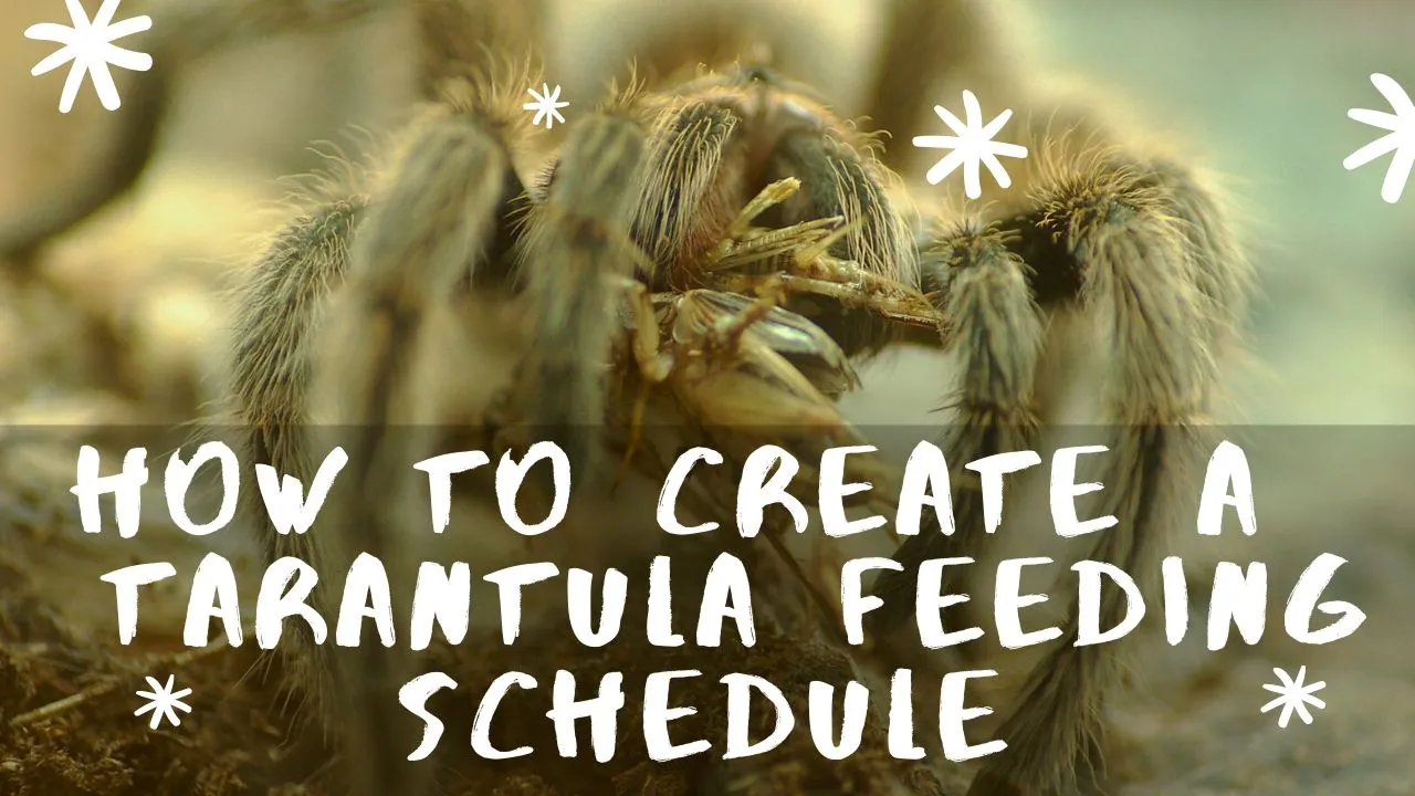 17296 rose hair tarantula spiderling