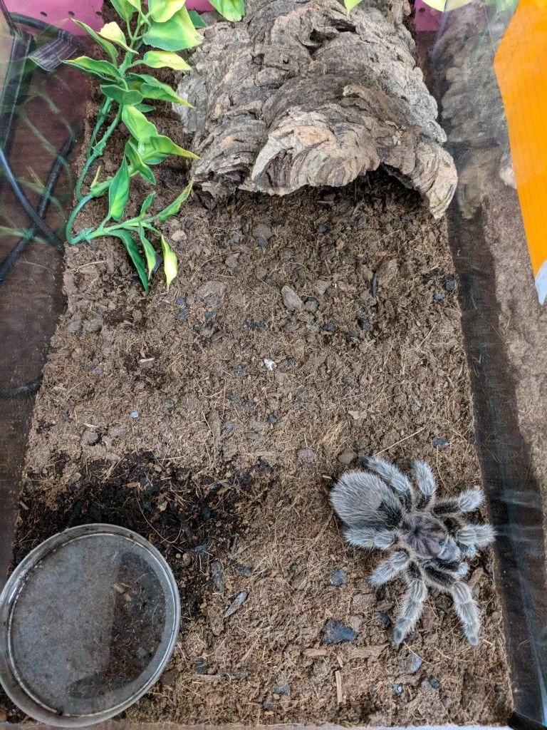 17296 rose hair tarantula water dish
