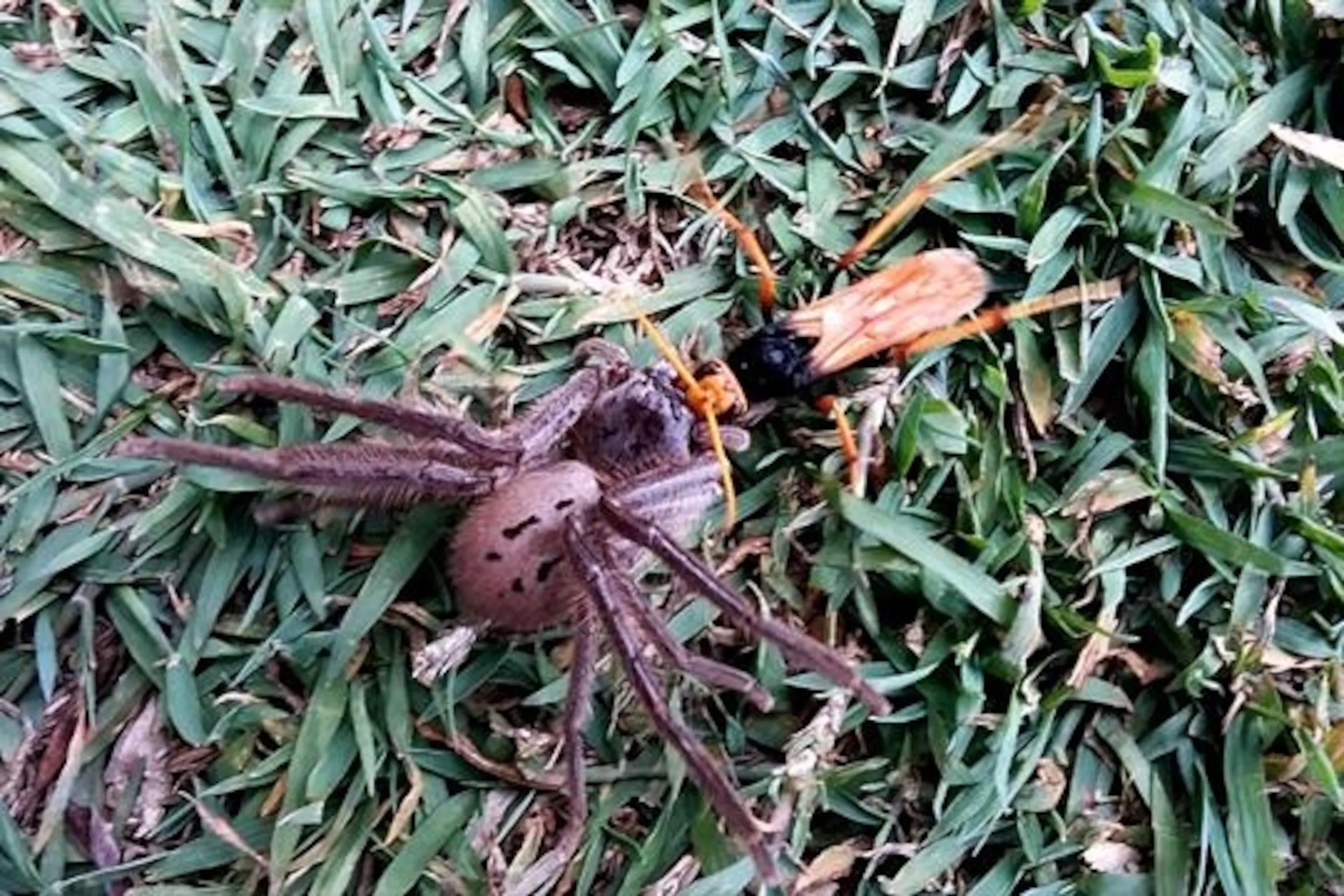17297 tarantula vs tarantula wasp