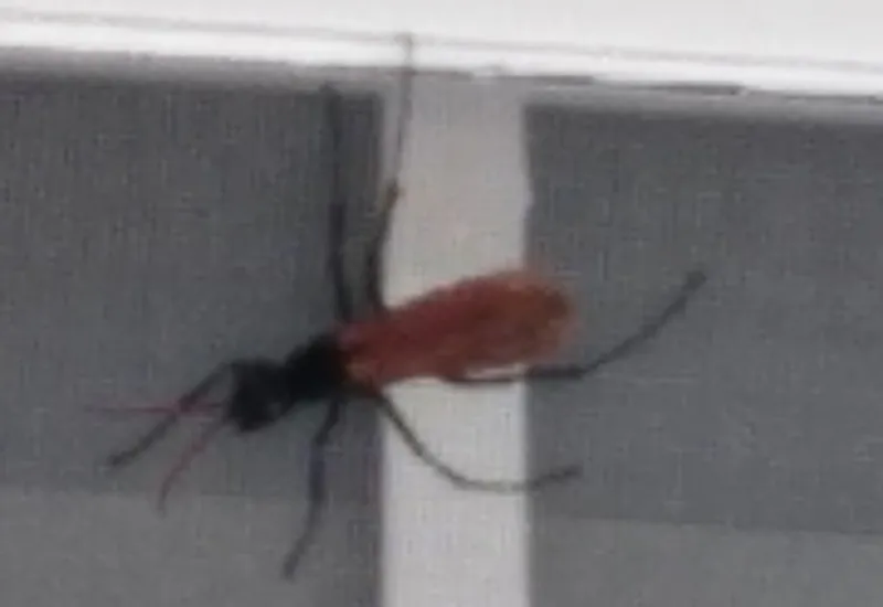 17297 tarantula wasp larva