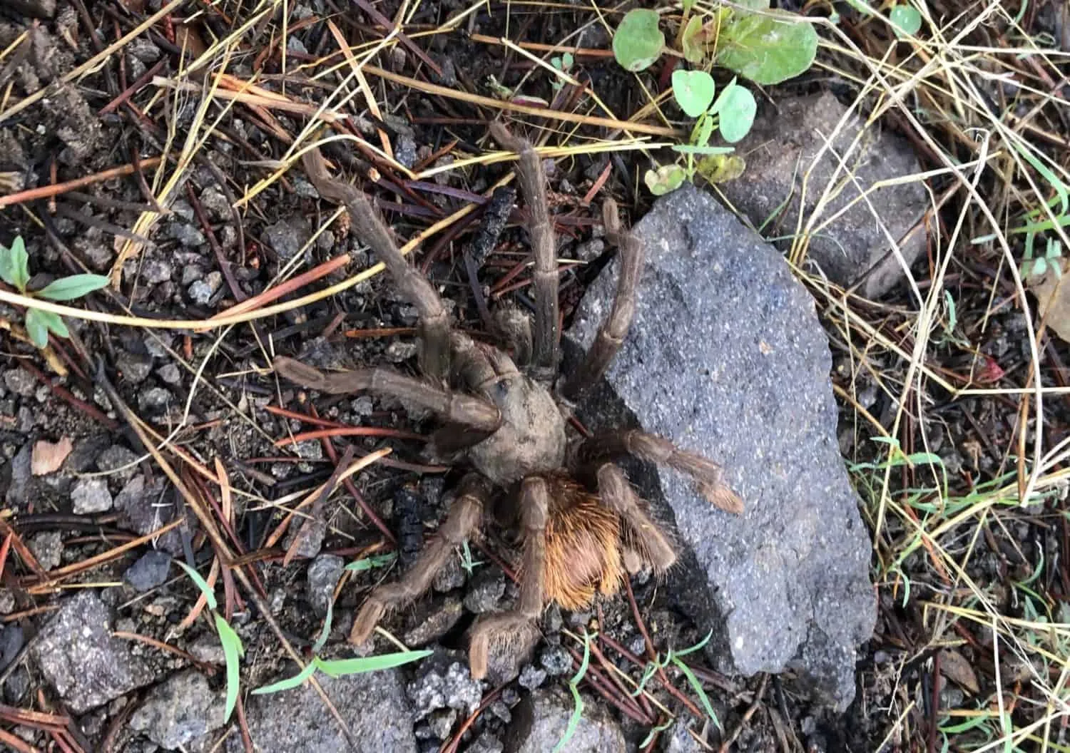 17297 tarantula wasp laying egg