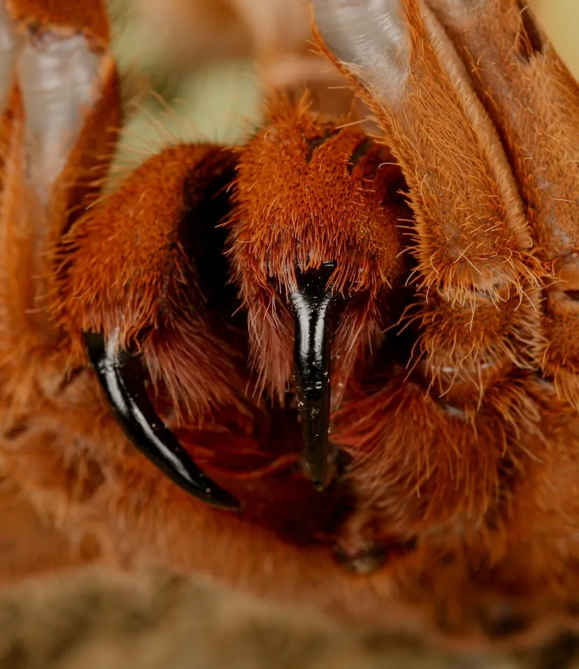 17300 different tarantula species