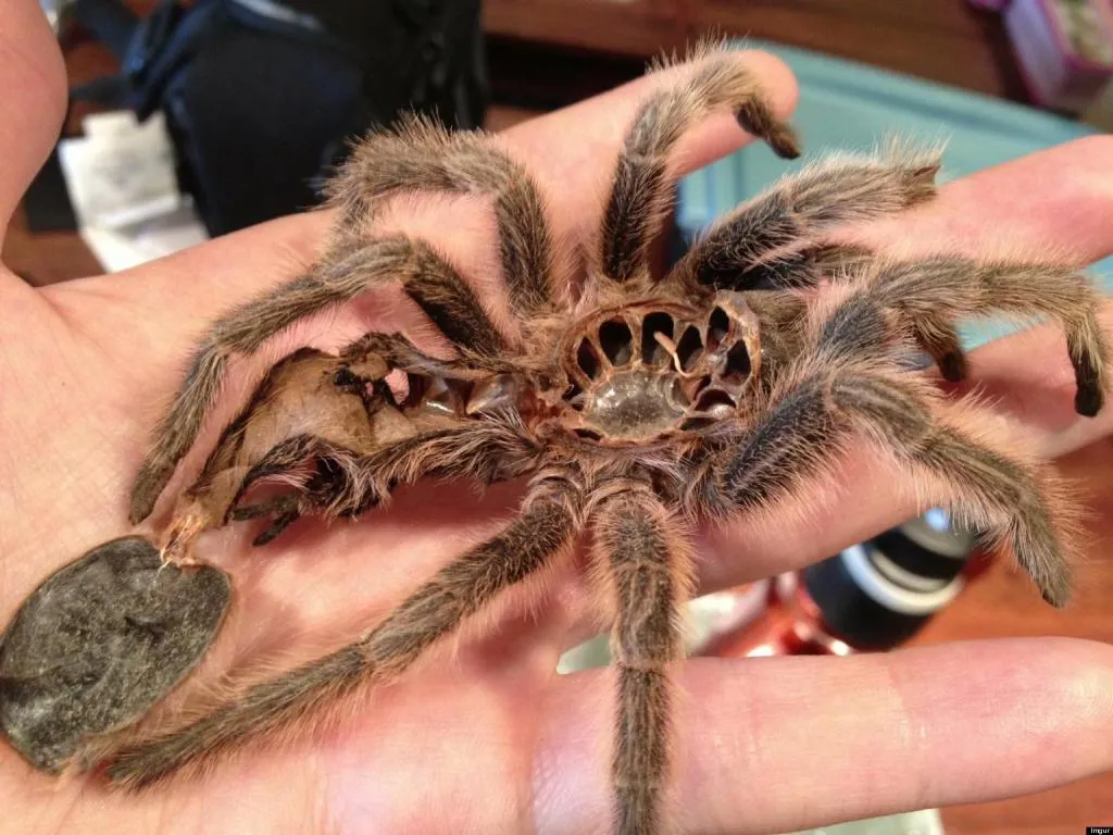 17300 first aid tarantula bite