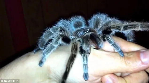 /img/17300-handling-tarantula-safely.webp
