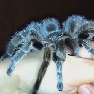 /img/17300-handling-tarantula-safely.webp