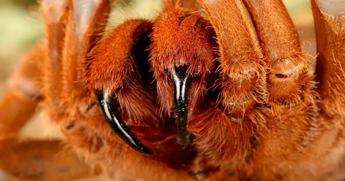 17300 tarantula bite symptoms