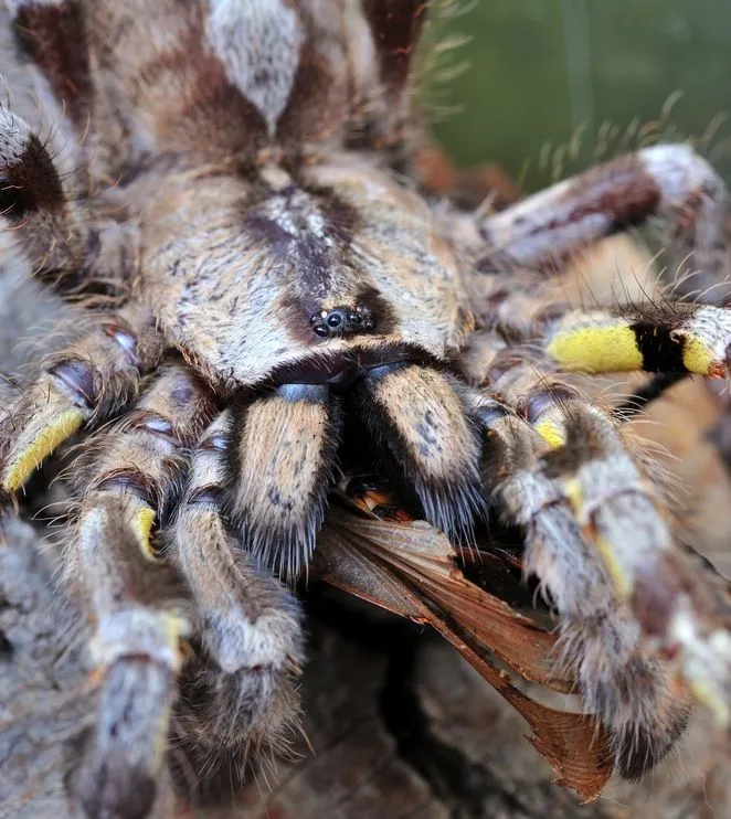 17300 tarantula bite wound