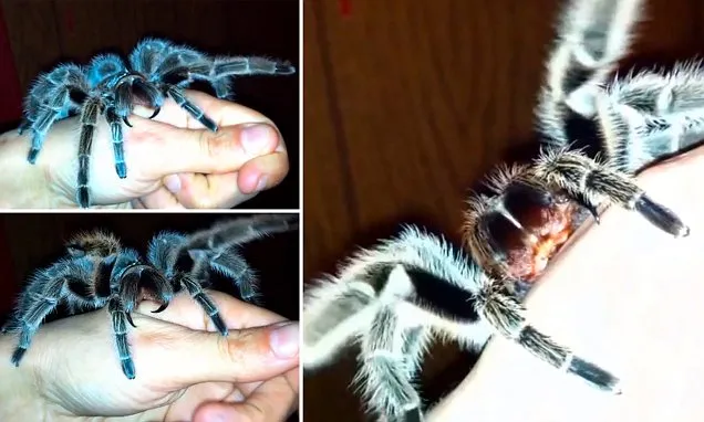 17300 tarantula defensive behavior