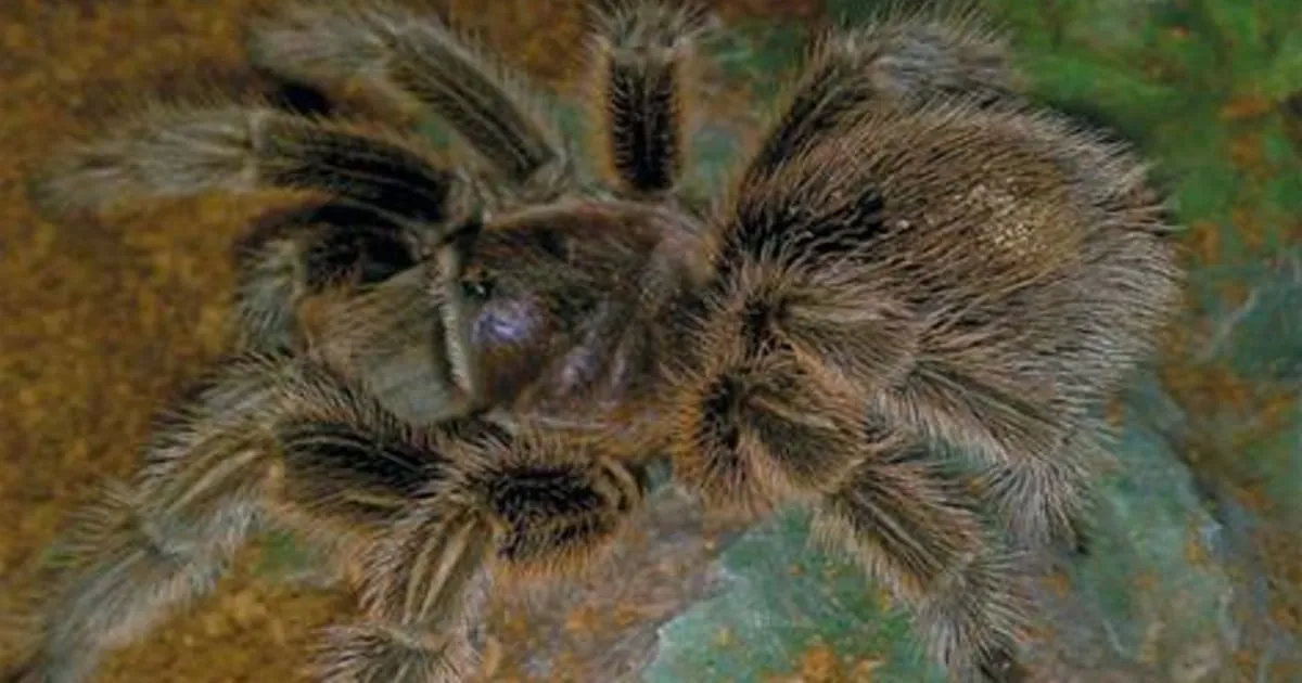 17300 tarantula venom composition