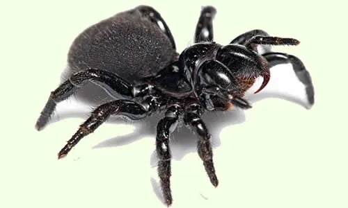 17301 mouse spider close up