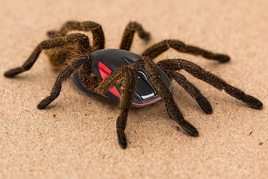 17301 mouse spider habitat